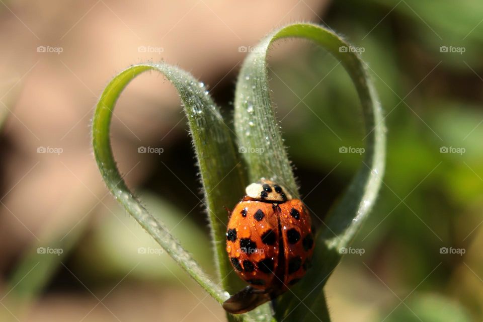 ladybug