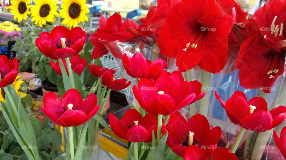 red flowers I