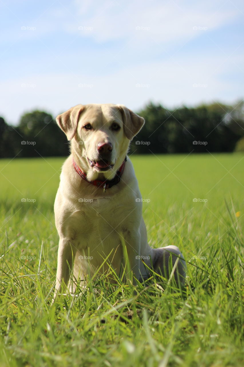 White dog sitting on grassy field