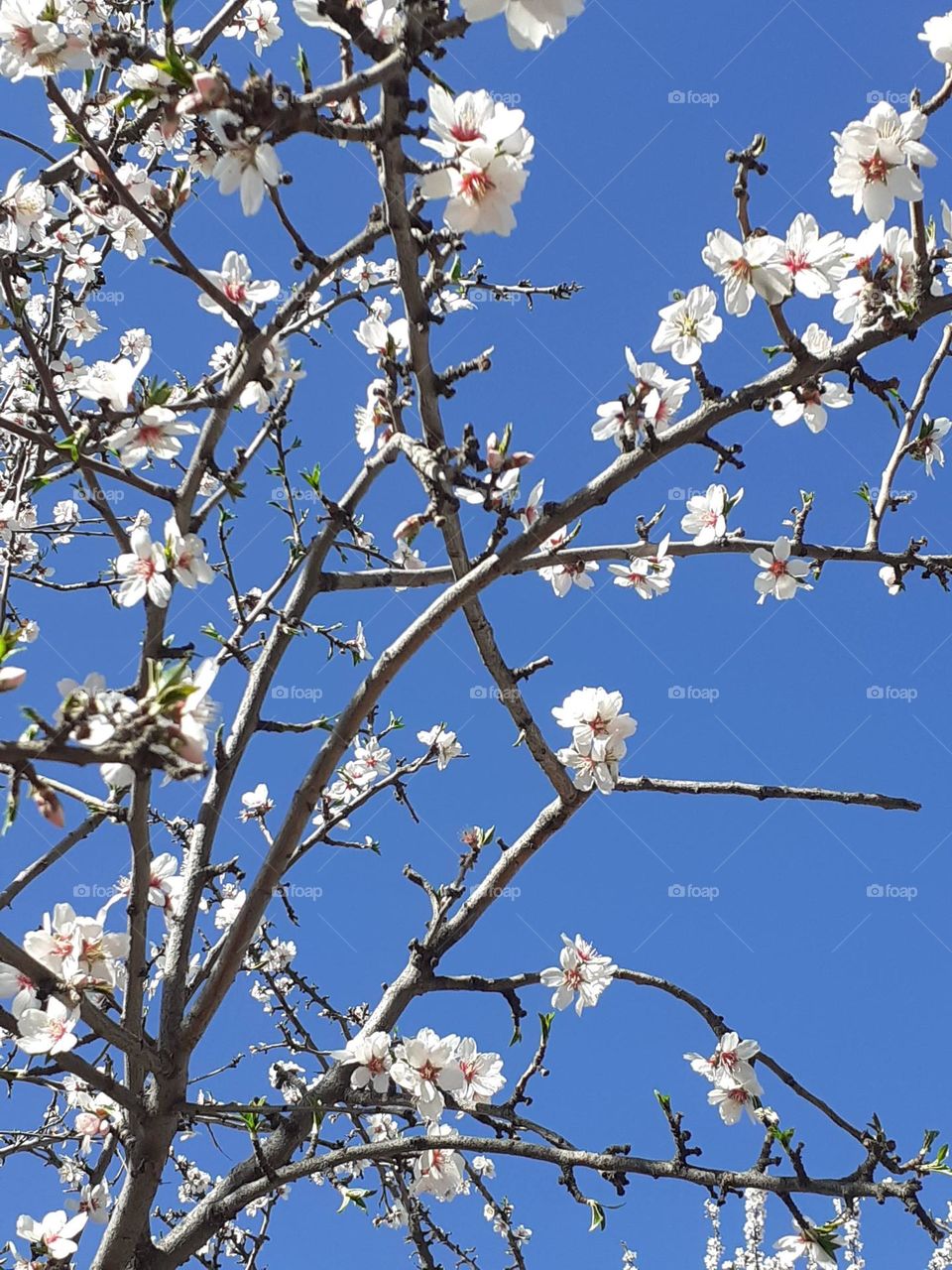 ramas del árbol primaveral