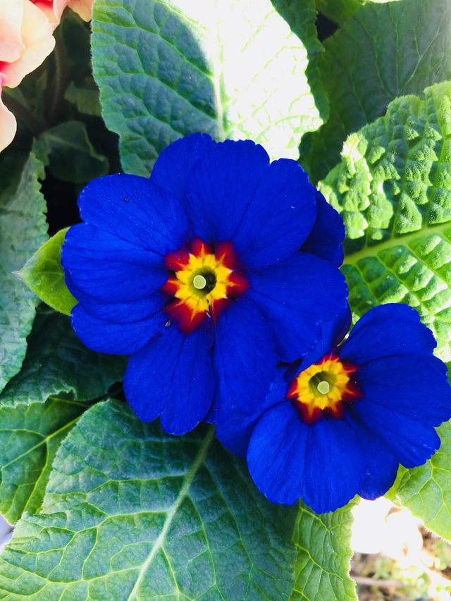 Viola