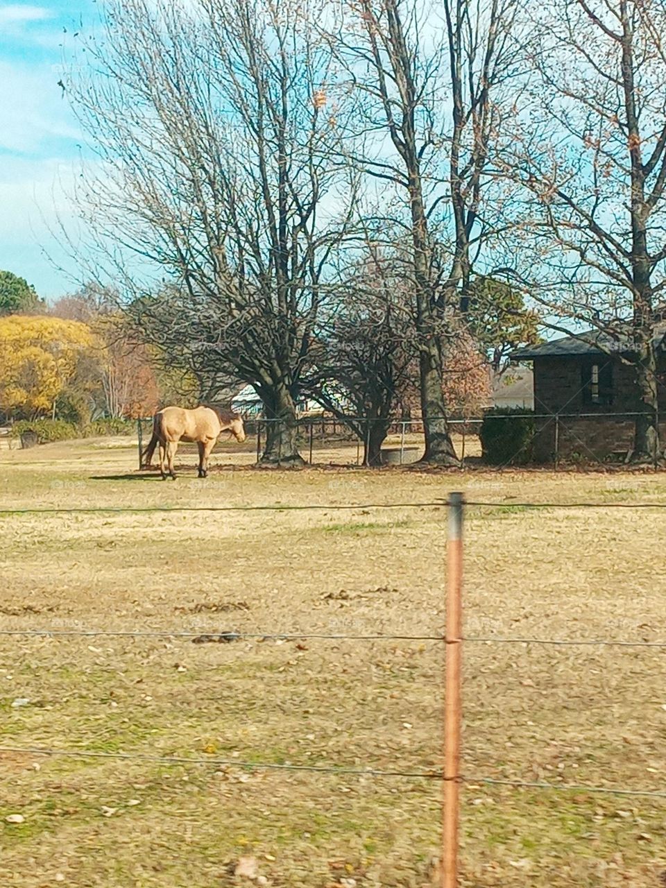 looks like this horse is enjoying his day just grazing and soaking up the sun this fall day.