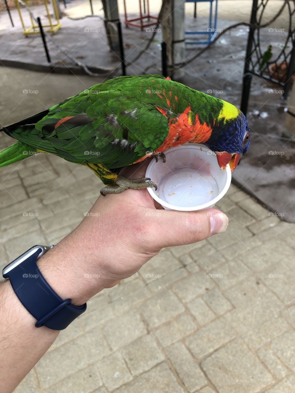 Lorikeet on Hand