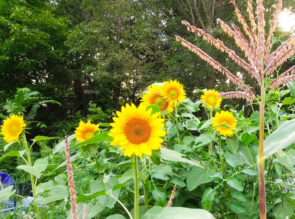 sunflowers and corn