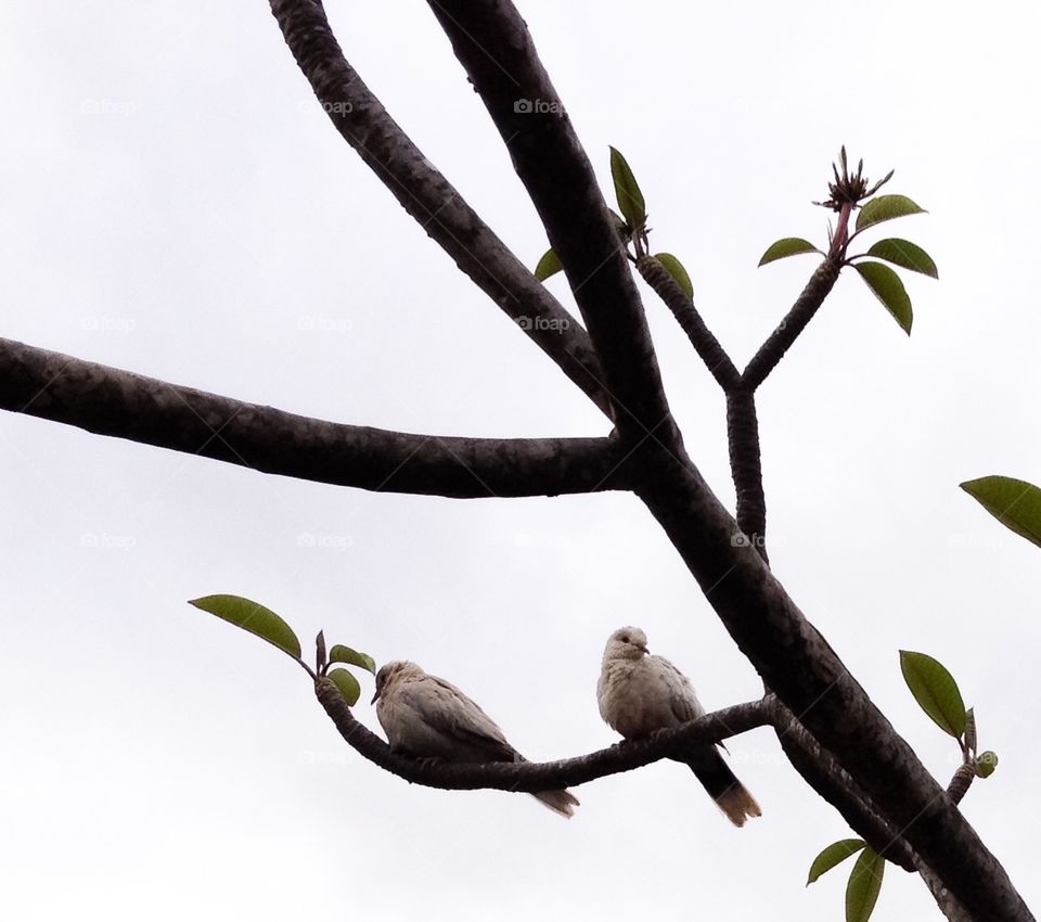 Bird couple