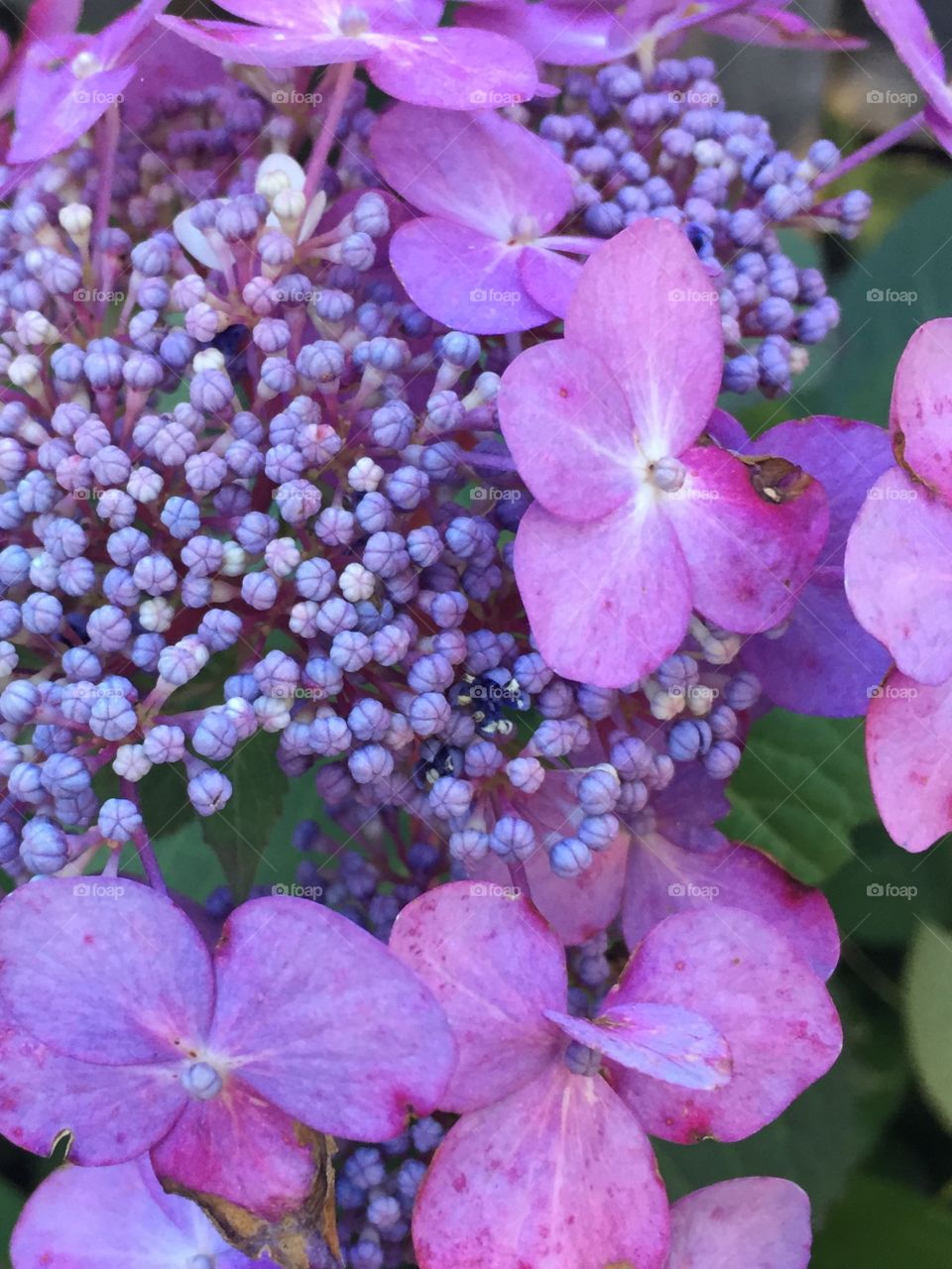 Close up of a fading Hydrangea at the end of its season
