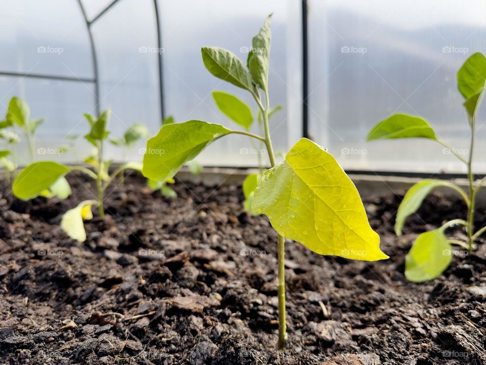 eggplant seedlings in a greenhouse