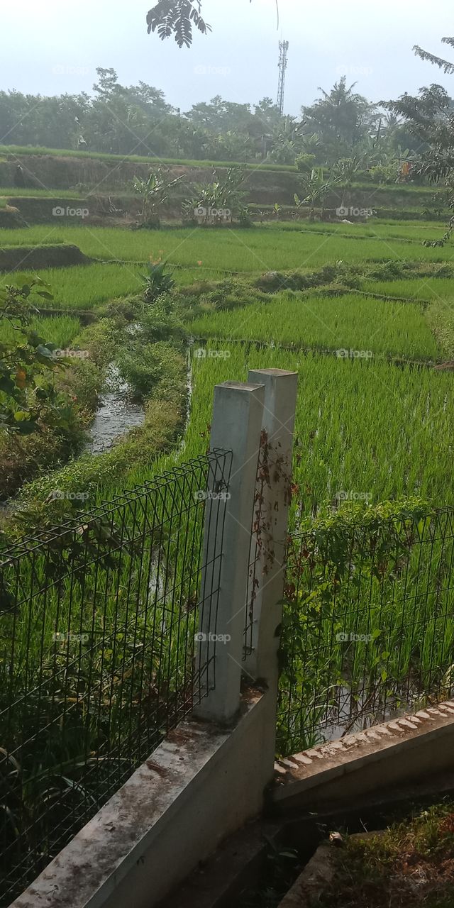 river in sawah