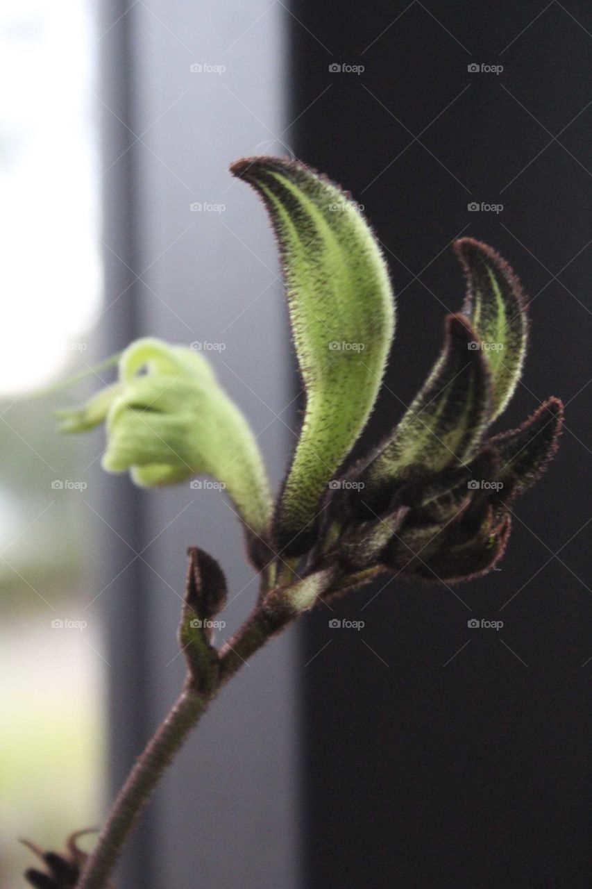 Close up of one of Australia's unusual unique Aussie plants