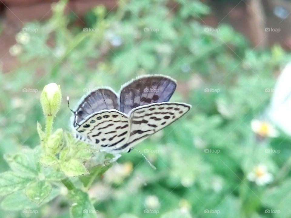 beautiful butterfly