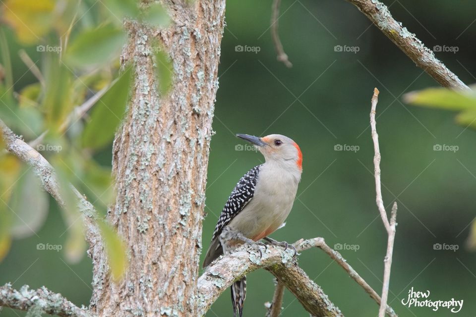 Red-bellied woodpecker