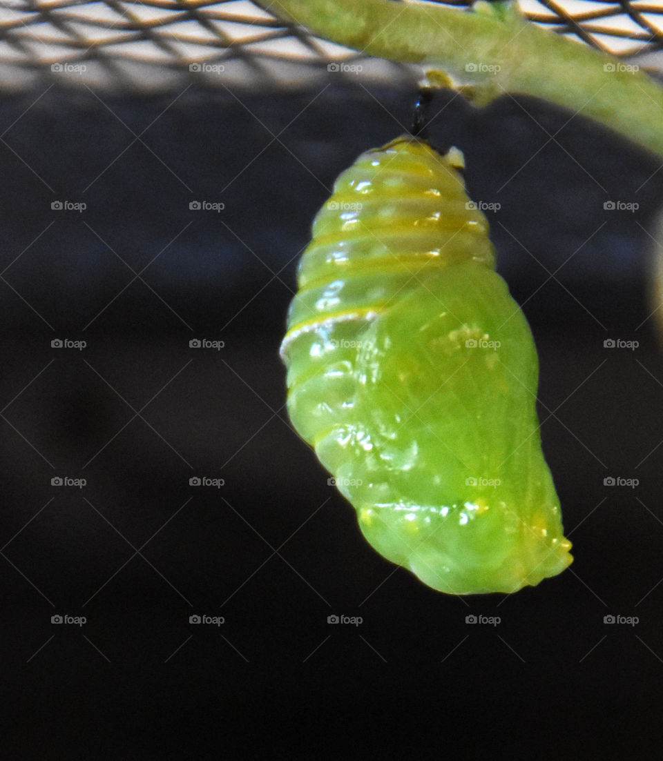 Chrysalis of monarch butterfly 