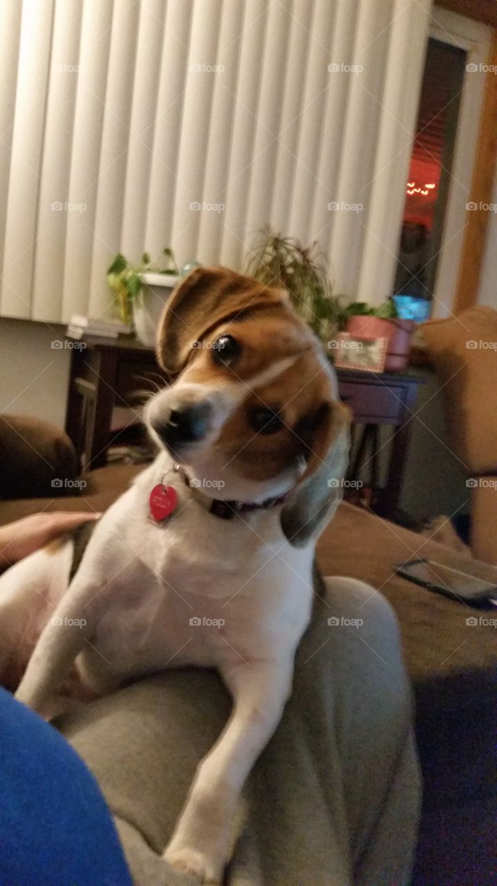 Cute Beagle