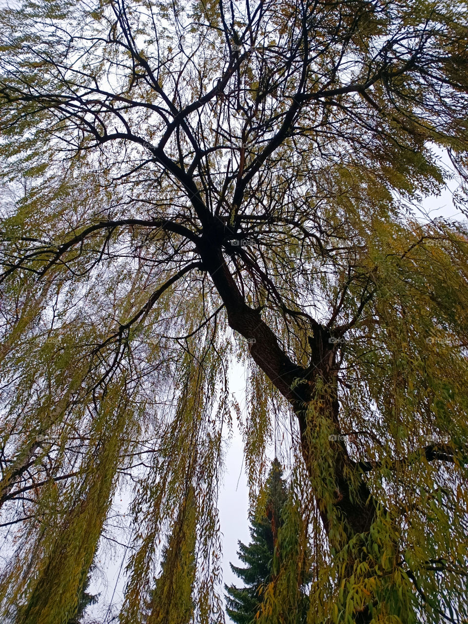 Weeping willow