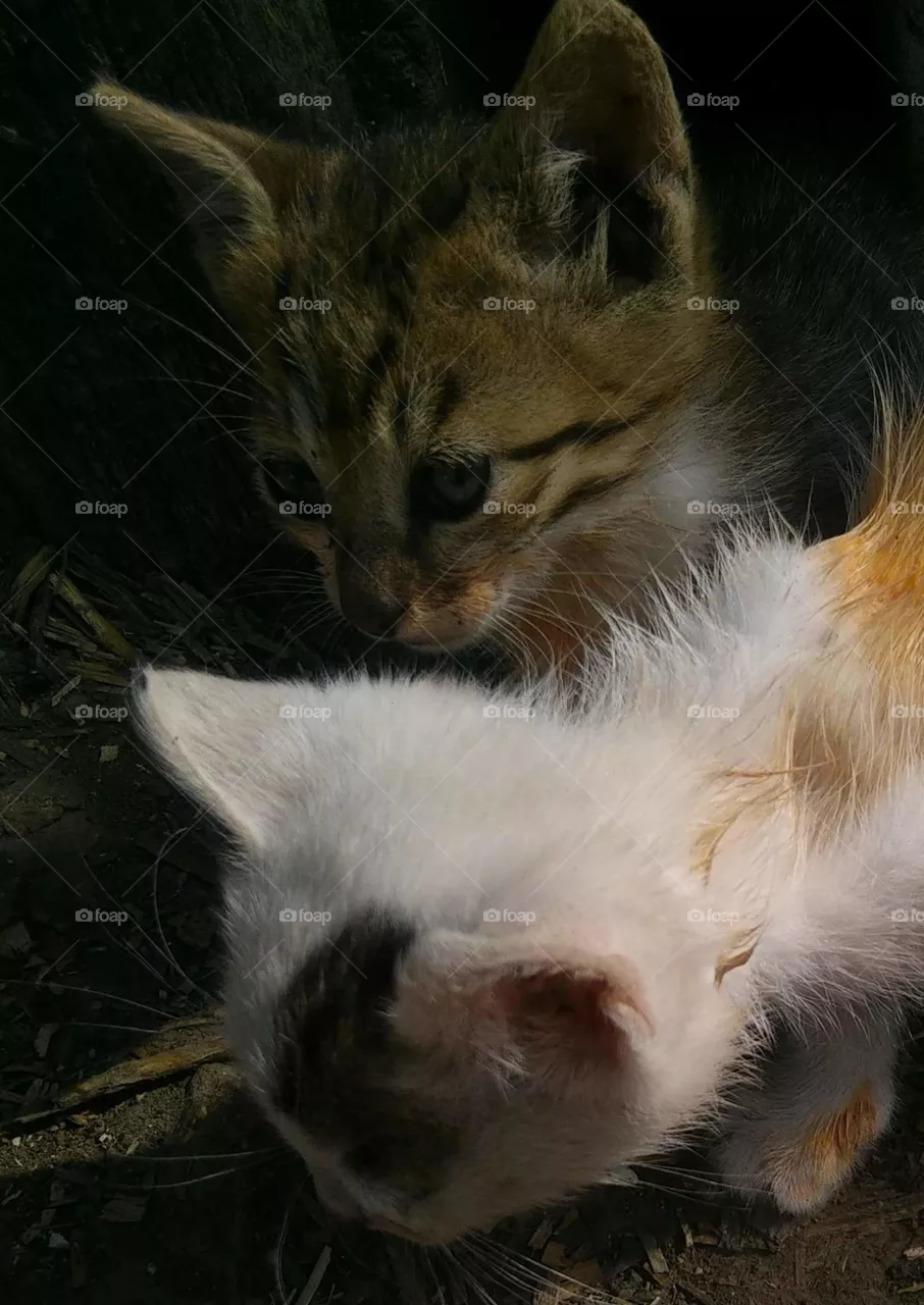 kittens