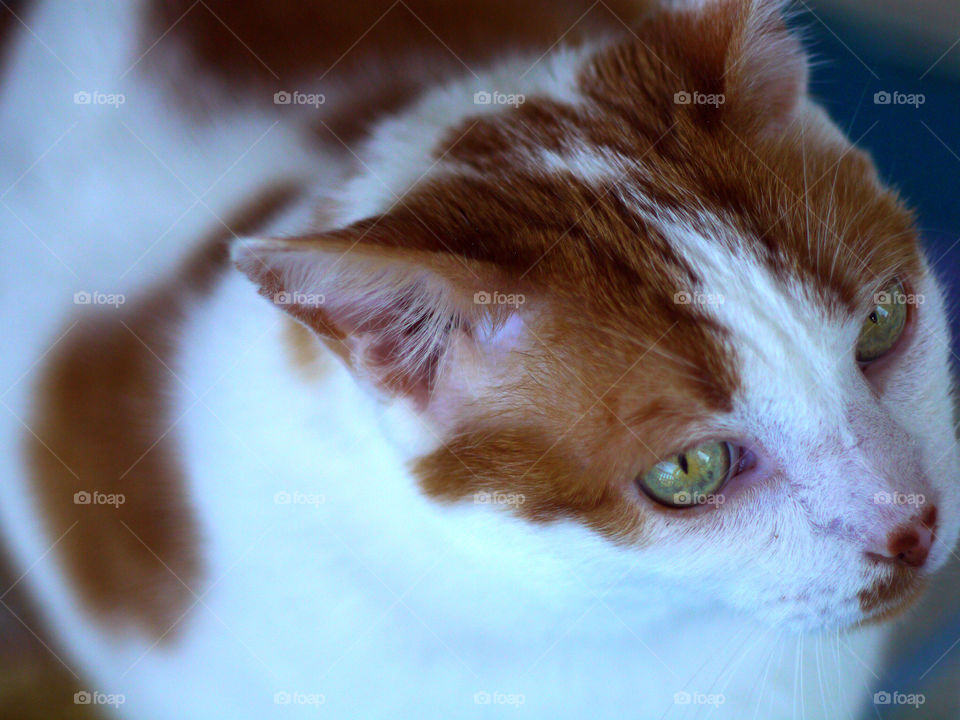 Orange white cat eyes close up