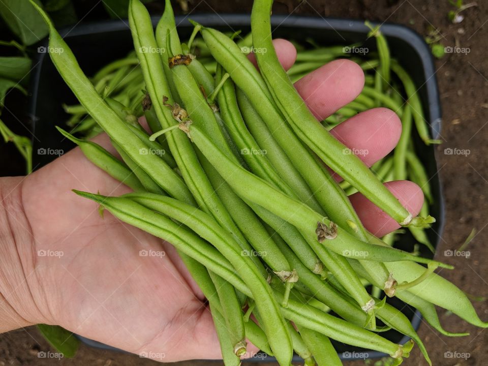 fresh green string beans