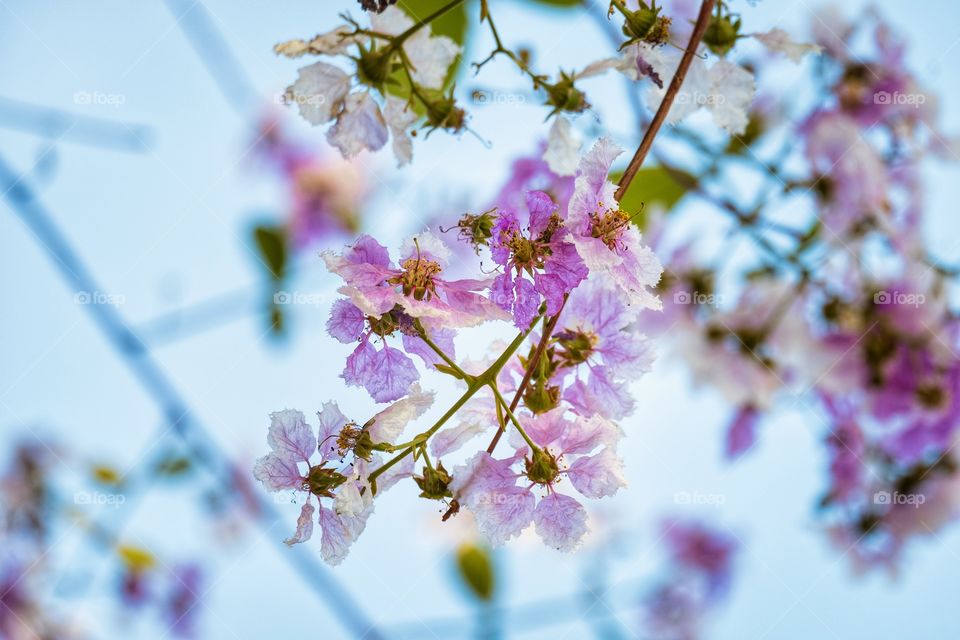 Cherry blossom Thailand