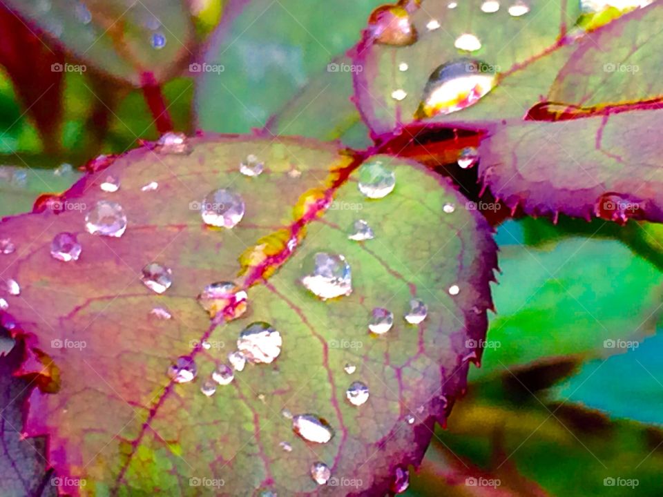 Dew on rose petals 