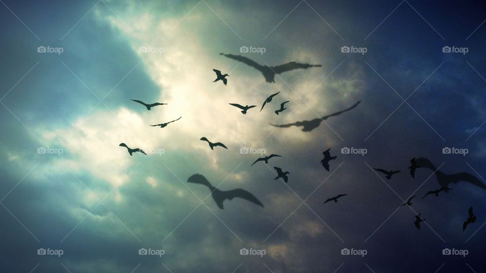 Flock of crows
