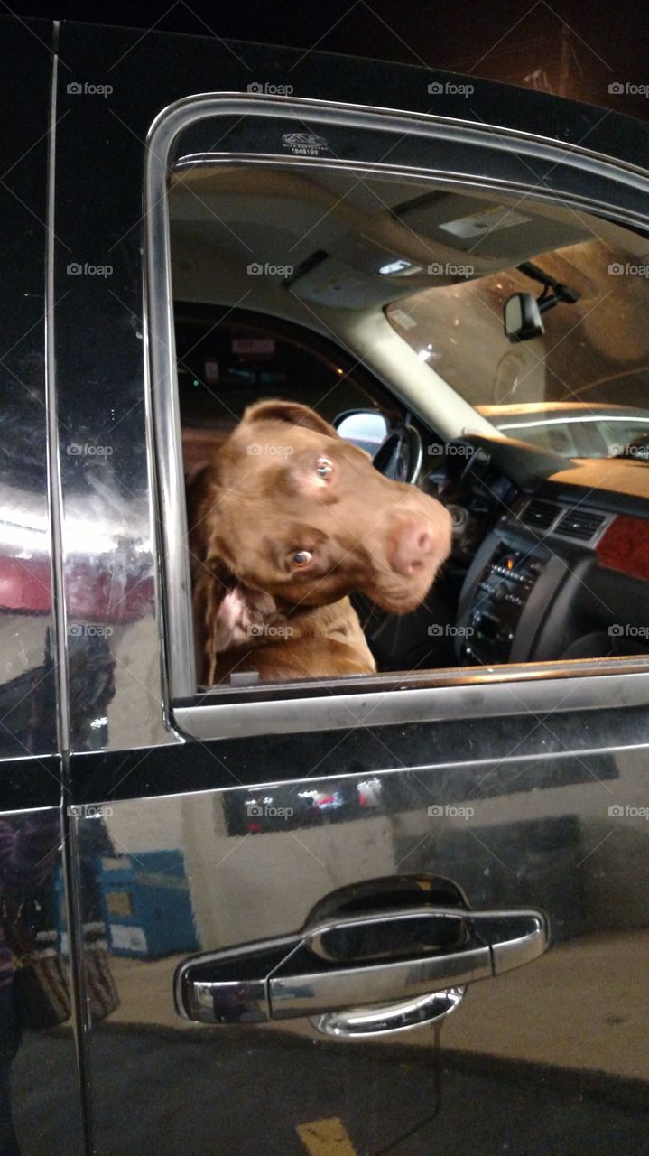 Charlie the big brown lab