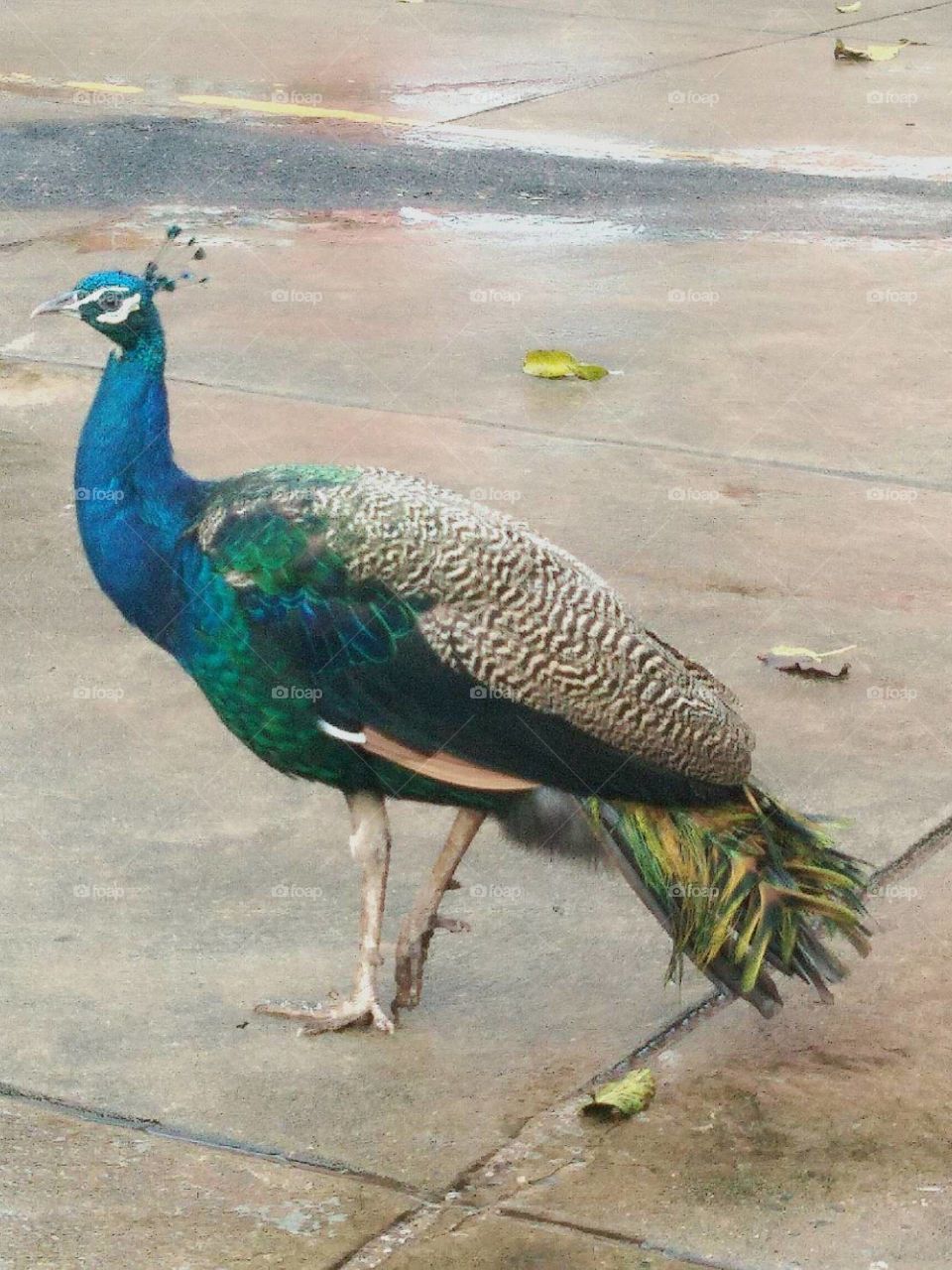 Peacock in Lopburi, Thailand.