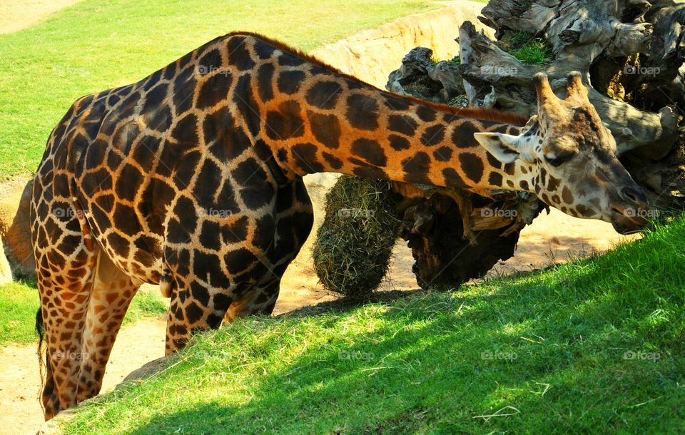 giraffe in Valencia biopark