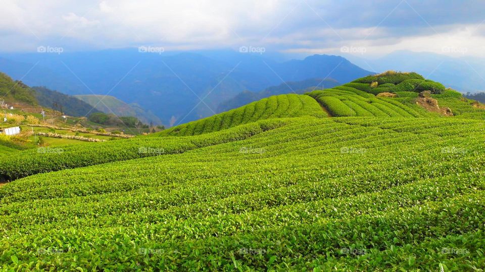 Beautiful mountain and tra garden scenery