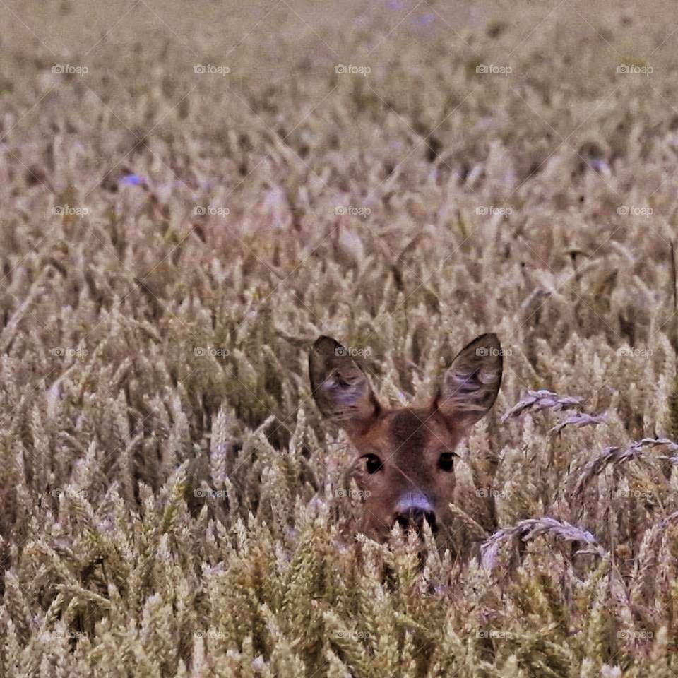 Animal head's on plant