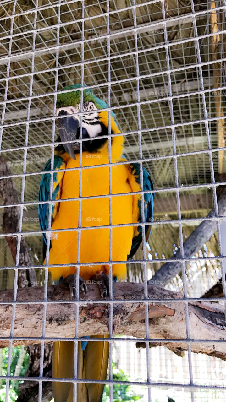 Parrot 🦜