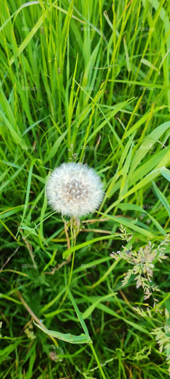 Dandelion