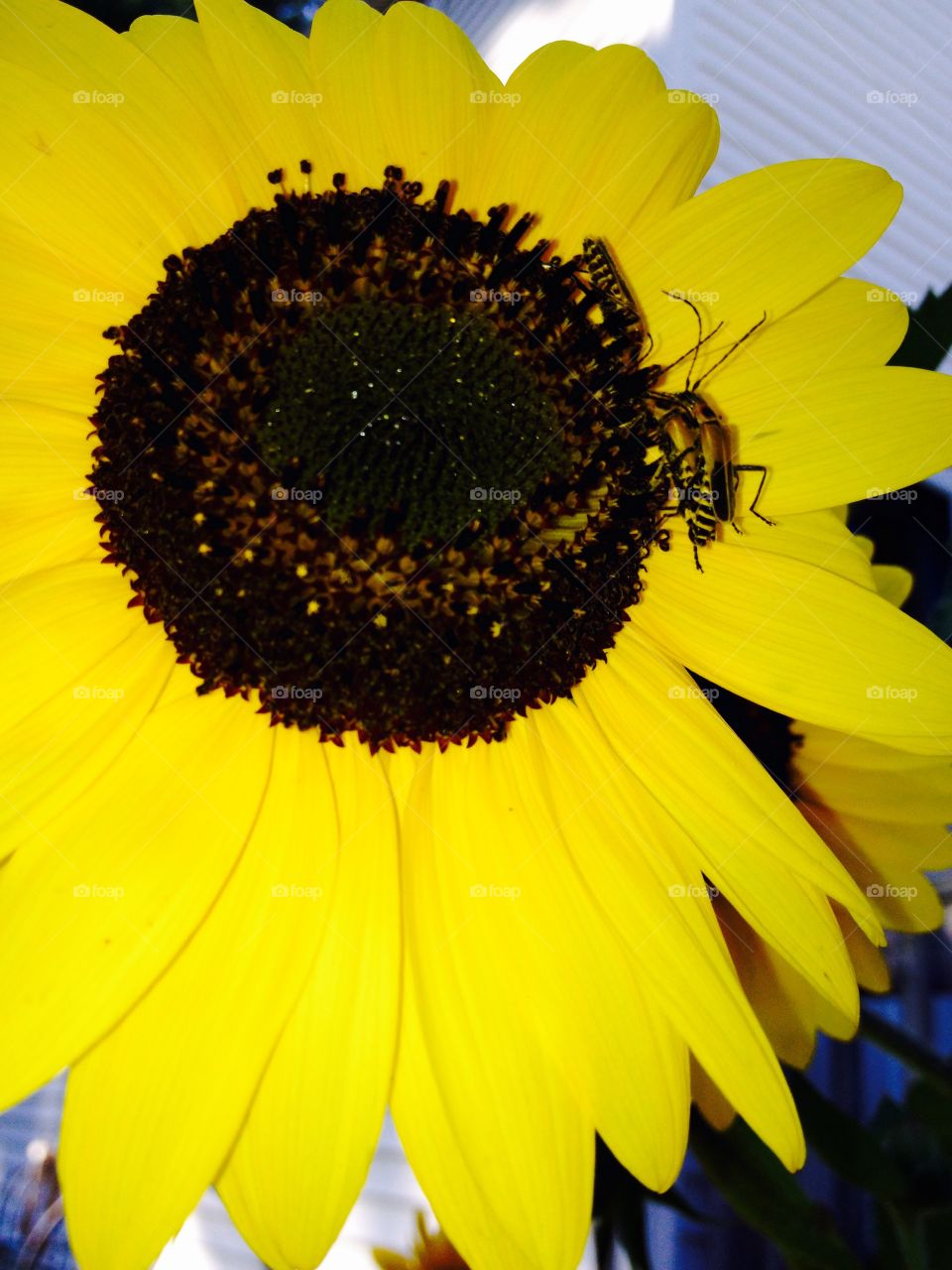 Yellow Foap Mission. Yellow all Around Us In The Form Of A Huge Sunflower.  The Sunflower is By Itself And Has a Couple Of Bugs Sitting In Its Dark Brown Center. The Bugs are Unknown In Type.  The Day Is Sunny.