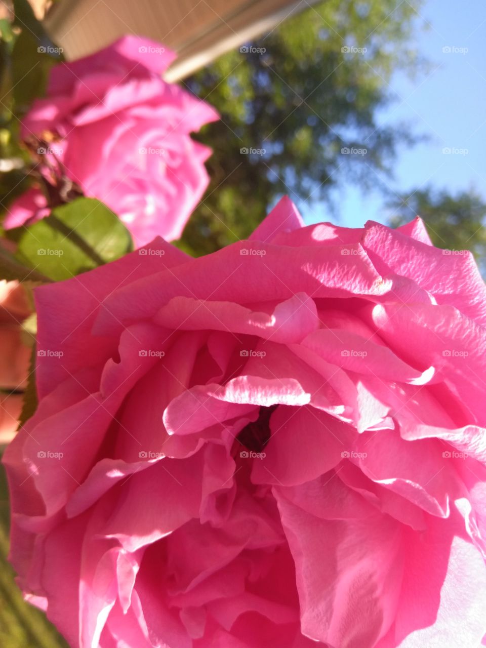 A beautiful mother's day bloom of a pink hybrid rose behind a family home. Her fragrance was intoxicating.