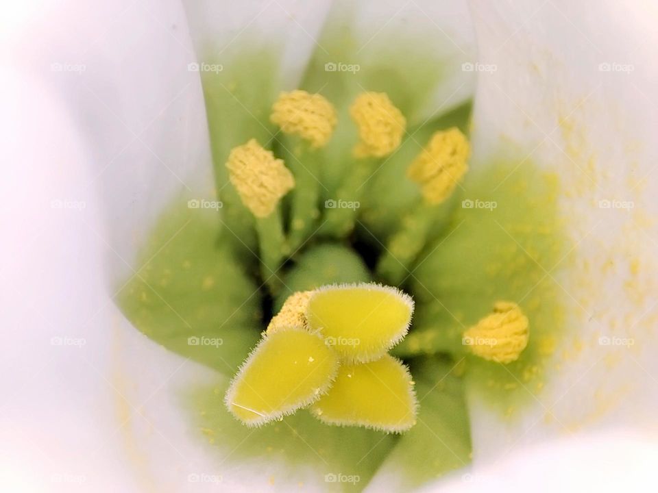 Macro photo of a flower growing in the garden
