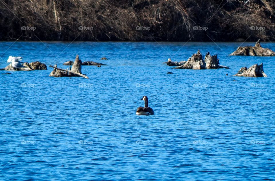 Black and white duck swimming in Michigan river on a warm sunny day