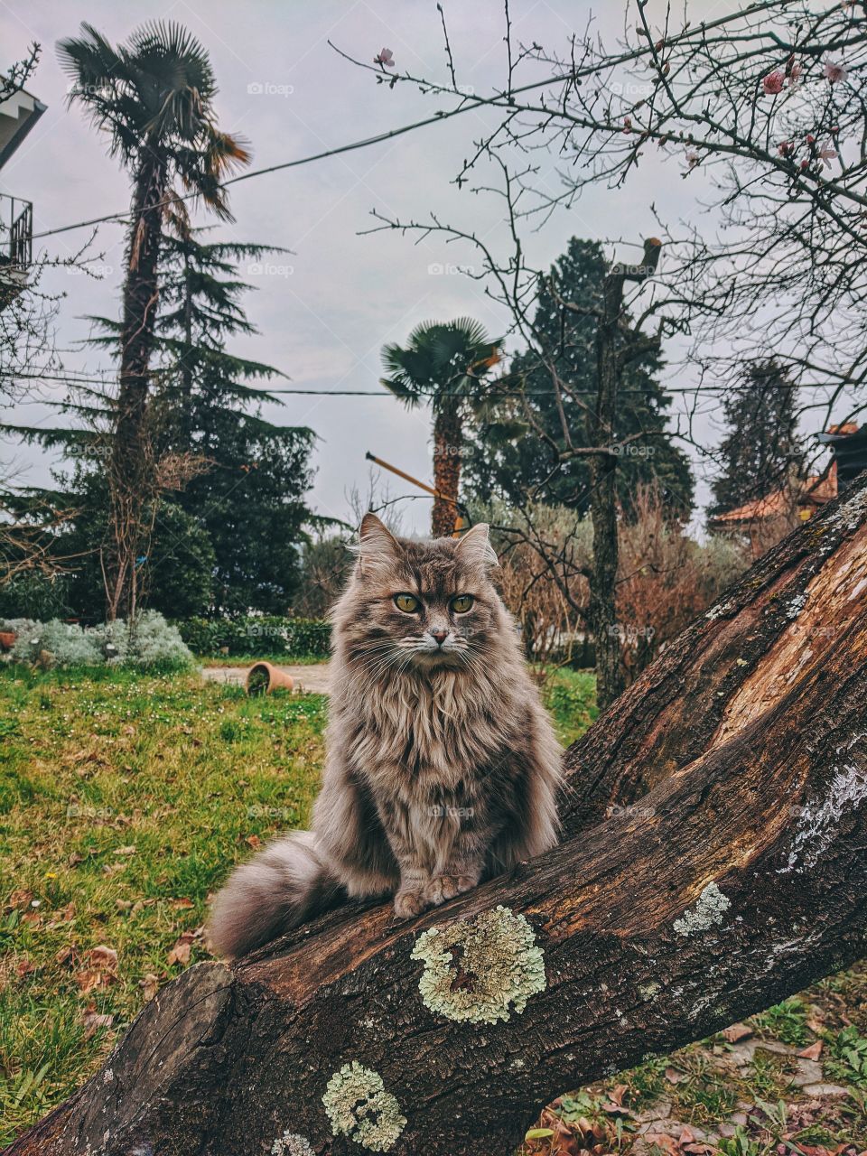 Beautiful wild cat with green eyes sitting on the tree in spring.