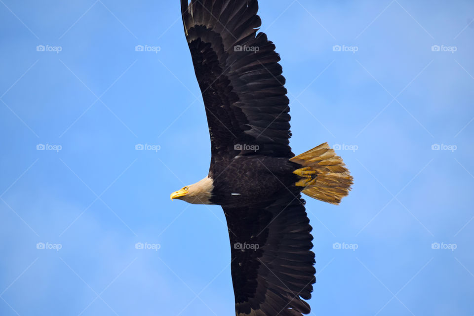 Bald eagle flying