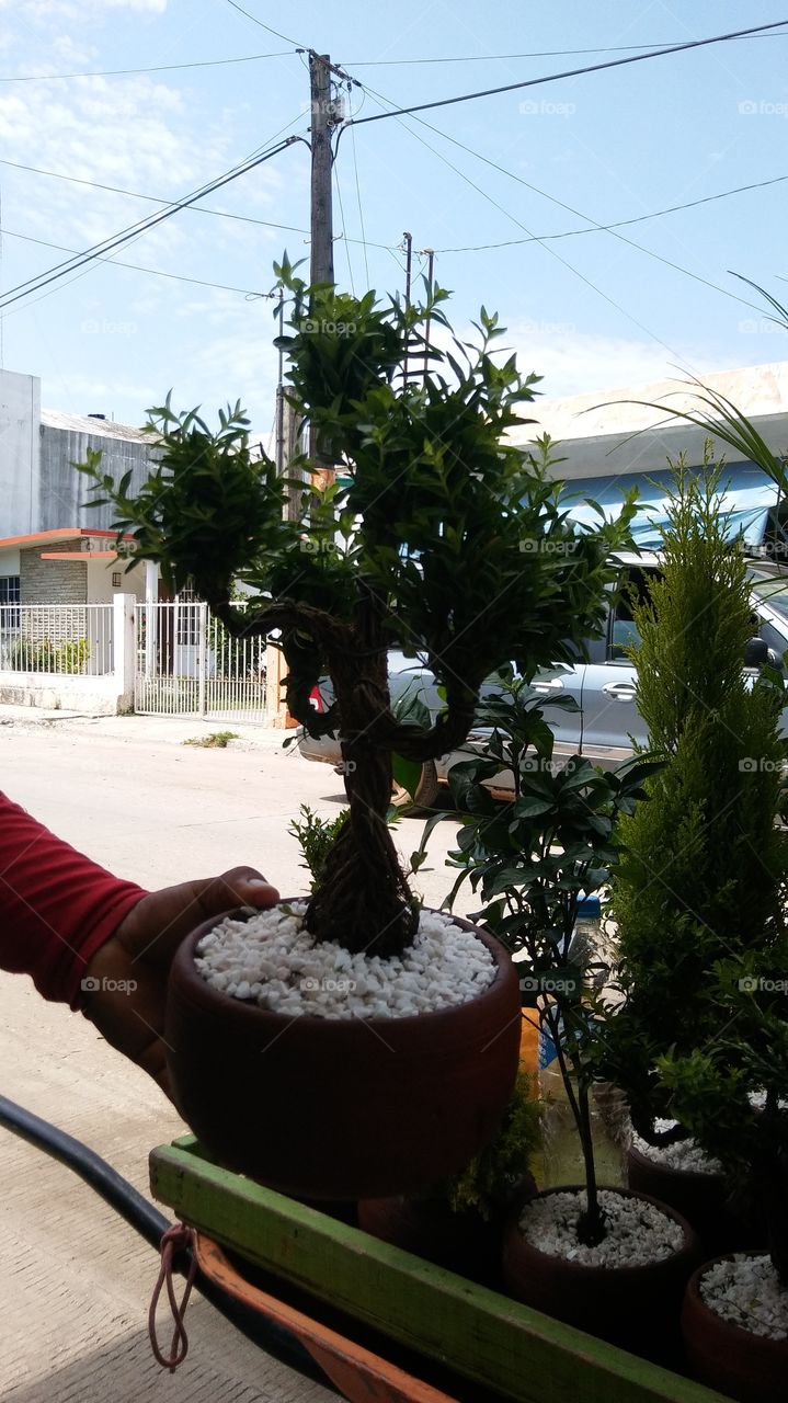 Beautiful Bonsai