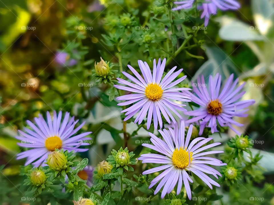 Purple fall aster flowers