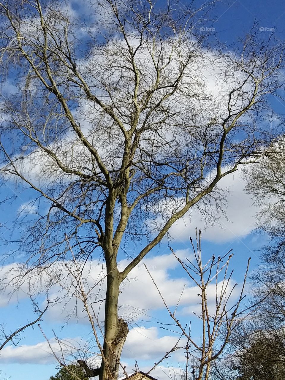 tree and cloudy sky