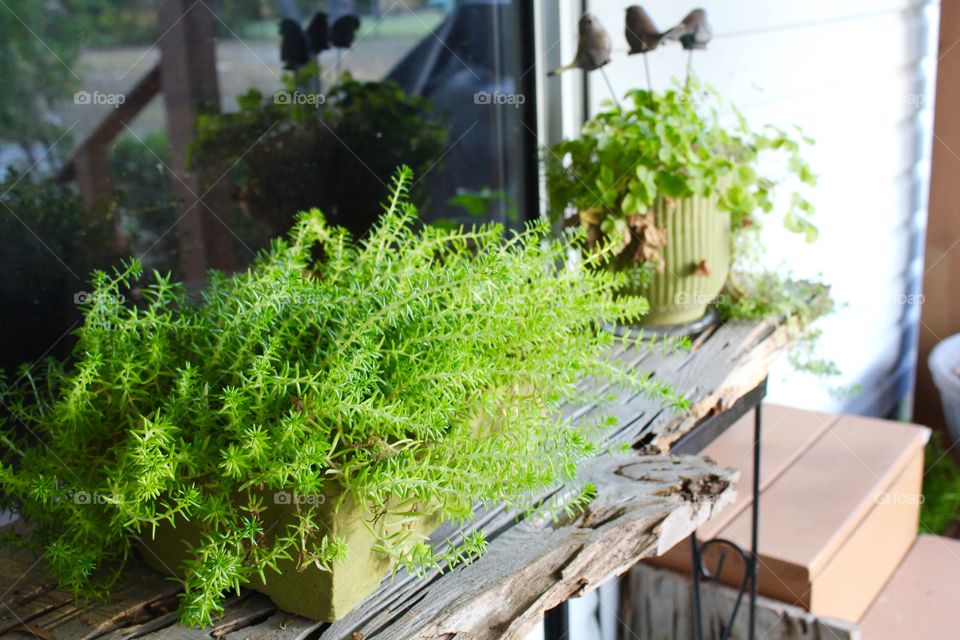 Plants on a shelf