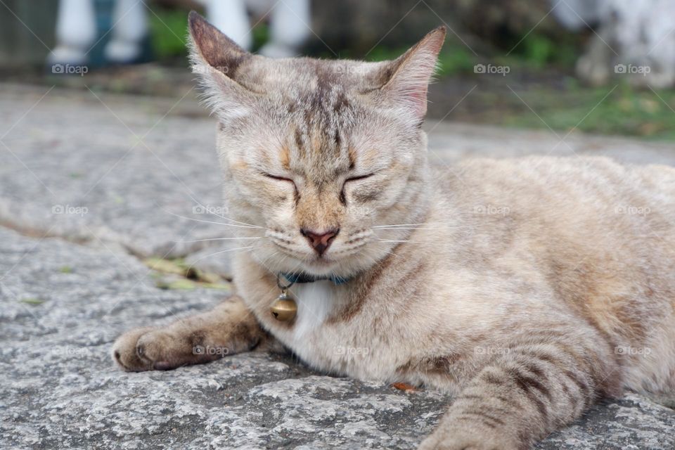 light brown cat lying on the rough concrete floor The fur of the cat looks soft and gives a feeling of wanting to touch.