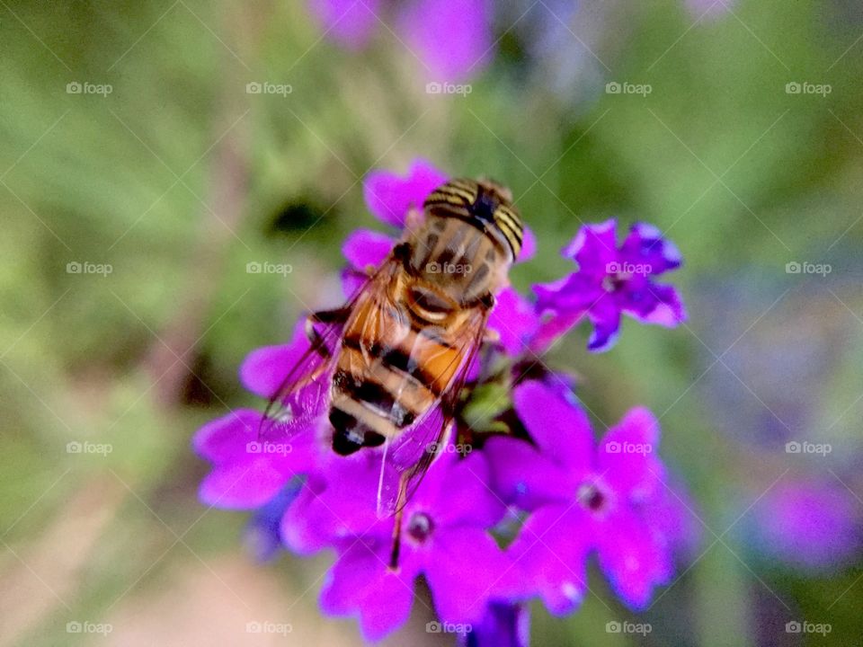 My hobby photography nature