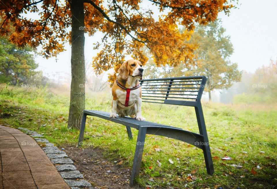 Beagle dog on bench at autumn park
