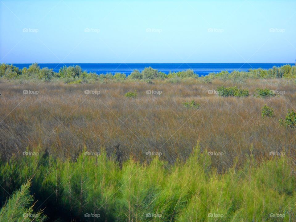 Gulf of Mexico