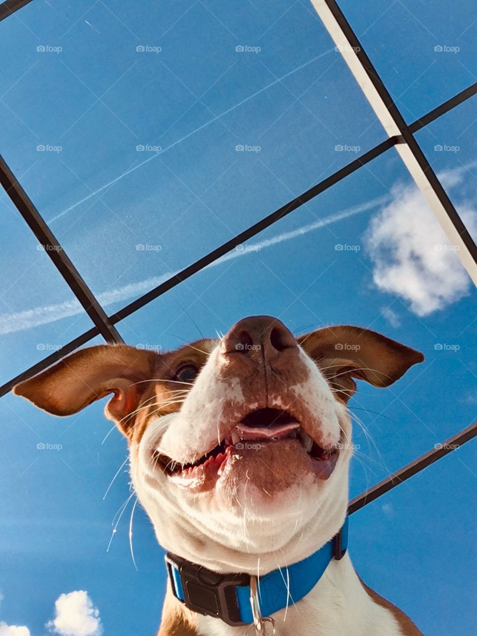 My dog from under 🐶