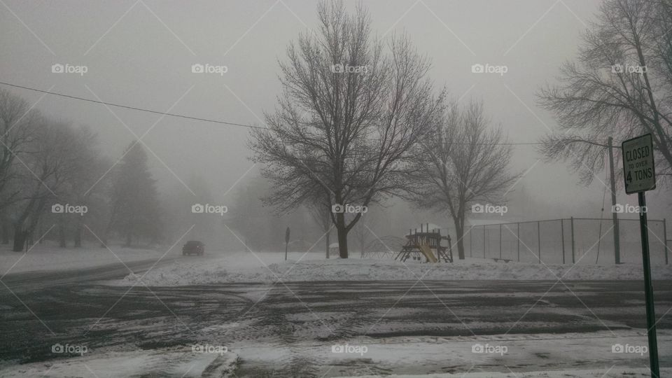 Fog, Winter, Weather, Tree, Mist