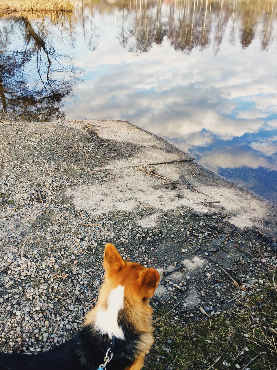 A cute corgi dog out for a walk