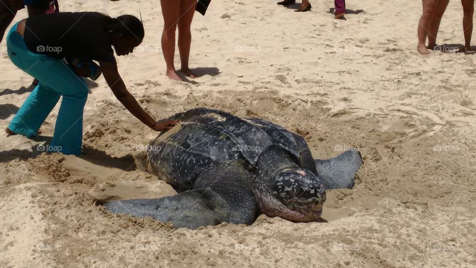 Sea turtle on the beach 