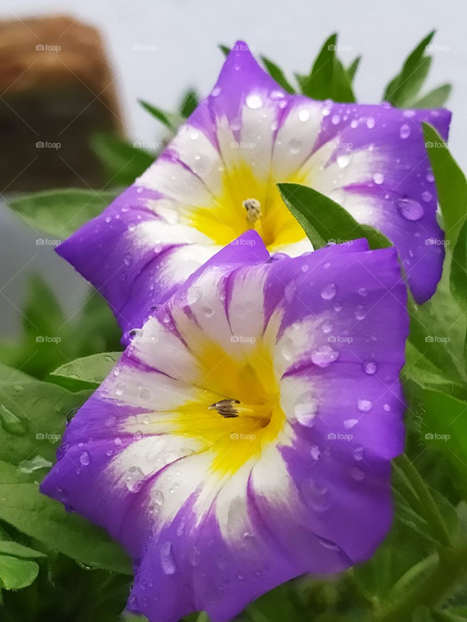 lovely flowers